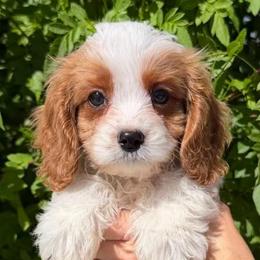 Josh - Red male Cavapoo puppy in Tucson, Arizona from Adored Poodle & Doodles