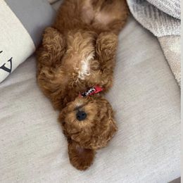 Goldendoodle Puppies from Doodle Bliss