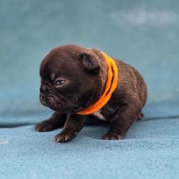 Orange collar - Brindle male French Bulldog puppy in Polk City, Florida from Best Friend Frenchies, LLC