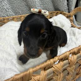 Diva (AKC) - Black and tan female Dachshund puppy in Mansfield, Missouri from Owens Farm