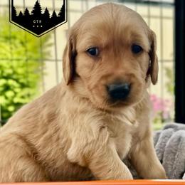 Boy 4 - Golden male Golden Retriever puppy in Star, Idaho from Gold Treasure Retrievers