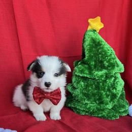Andy - Black and tan male American Corgi puppy in Washington, Arkansas from Foxy Knoll Farm