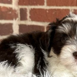 Miniature Schnauzers from Behind the Beard Schnauzers