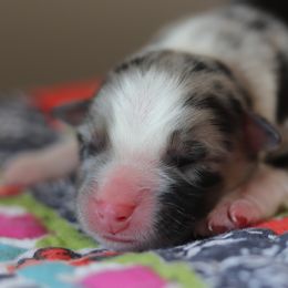 Miniature Australian Shepherd Puppies from Diamond D Mini Aussies