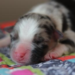 Miniature Australian Shepherd Puppies from Diamond D Mini Aussies