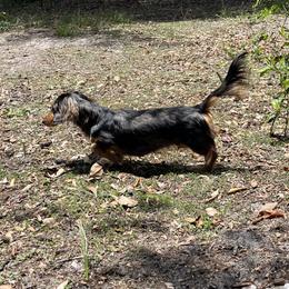 Wednesday - Dachshund