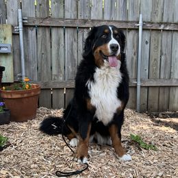 Bernese Mountain Dogs and Pembroke Welsh Corgis from Concerto Corgis