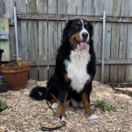 Bernese Mountain Dogs and Pembroke Welsh Corgis from Concerto Corgis