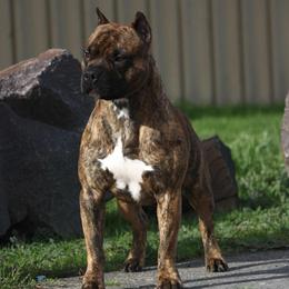 Recon - American Pit Bull Terrier