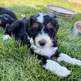 Teal Collar Boy - Tri-color male Bernedoodle puppy in Ogden, Utah from Salty Point Doodles
