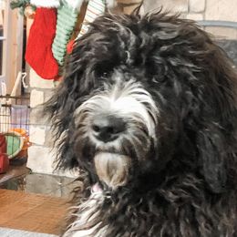 Bernedoodles, Double Doodles, and Goldendoodles from North Texas Golden Mountain Doodles