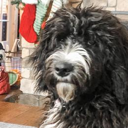 Bernedoodles, Double Doodles, and Goldendoodles from North Texas Golden Mountain Doodles