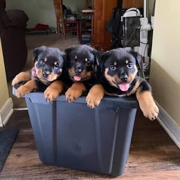Rottweiler Puppies from Bold & Beautiful Rottweilers