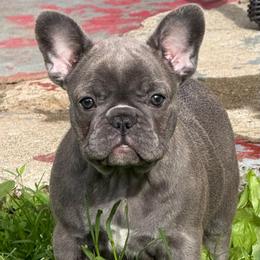 Poppy - Blue female French Bulldog puppy in Freedom, Pennsylvania from themcfrenchies