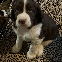 English Springer Spaniel Puppies from Timberwood English Springer Spaniels