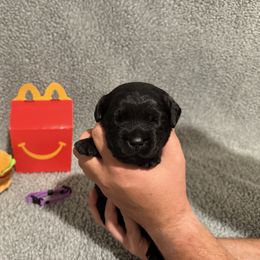 Freddy - Black female Labrador Retriever puppy in Lancaster, South Carolina from Tidal Retrievers