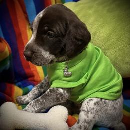 Green collar reserved - Liver roan male German Shorthaired Pointer puppy in Hardeman County, Tennessee from Howell Farm GSP