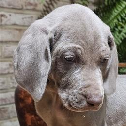 Purple collar - Silver gray male Weimaraner puppy in Glen Rock, Pennsylvania from Mavericks Night Weimaraners