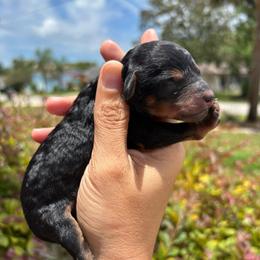 Reese - Tiny toy phantom 7-10lbs - Black phantom female Aussiedoodle puppy in Spring Hill, Florida from Pawprint Dreams Boarding and Kennel