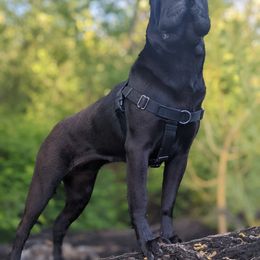 Chinese Shar-Pei All Grown Up from Eihpos Shar-Pei