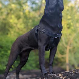 Chinese Shar-Pei All Grown Up from Eihpos Shar-Pei