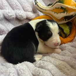 Corporal Garcia - Black and white male Border Collie puppy in Mckinney, Texas from Border Collies of Ruidoso