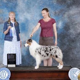 Felon - Australian Shepherd