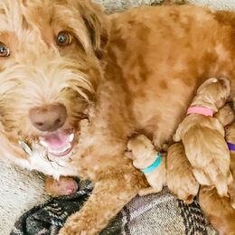 Mabel - Goldendoodle
