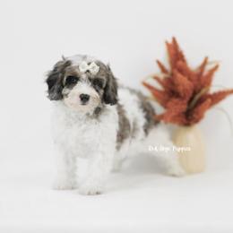 Indy (White Collar Girl) - Merle female Cavapoo puppy in Republic, Missouri from Red Skye Puppies