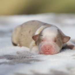 Butterscotch - Red merle female Miniature American Shepherd puppy in Stephenville, Texas from Diamond H Aussies