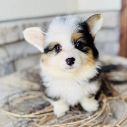 Hazel-hot pink collar - Black and tan female Pembroke Welsh Corgi puppy in Benjamin, Utah from Nuna’s  Corgis