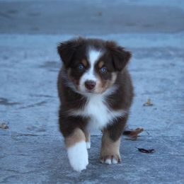Australian Shepherd and Miniature Australian Shepherd Puppies from Canyon Creek Aussies