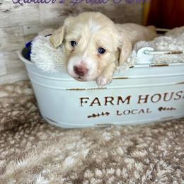 January - Cream female Dachshund puppy in Atwood, Oklahoma from Holder’s Doxie Farm