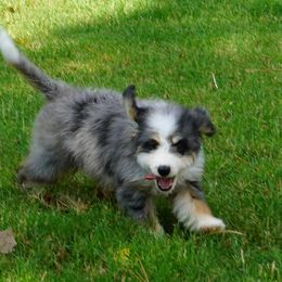 Blue merle with most white - Blue merle male Aussiedoodle puppy in Lawton, Oklahoma from Lindsey’s Aussies