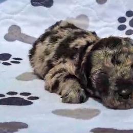 Basil - Merle male Goldendoodle puppy in Sterling, Connecticut from Justine’s Retrievers and Doodles, LLC