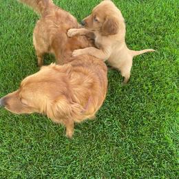 Golden Retriever Puppies from Mountain View Farms - World Class Golden Retrievers
