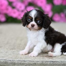 Sully - Chocolate male Cavalier King Charles Spaniel puppy in Sugarcreek, Ohio from Chocolate Cavalier