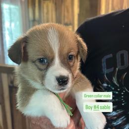 Boy 4 - Sable male Pembroke Welsh Corgi puppy in Greenwood, South Carolina from JOY Farms