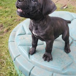 Cane Corso Puppies from King of Kings Cane Corso