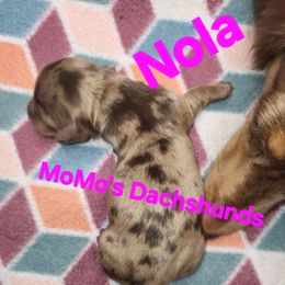 Nola - Dapple female Dachshund puppy in Antlers, Oklahoma from MoMo's Dachshunds
