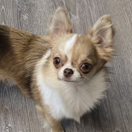 Chihuahuas from Golden Triangle Chihuahuas