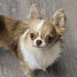 Chihuahuas from Golden Triangle Chihuahuas