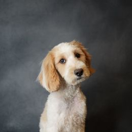Teddy - Goldendoodle