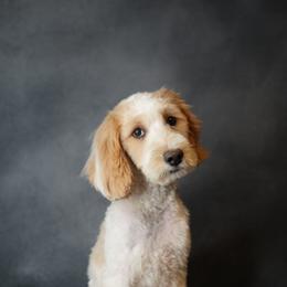 Teddy - Goldendoodle