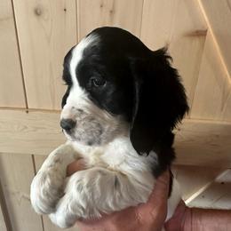 Blue - Black and white female English Springer Spaniel puppy in Godley, Texas from Legacy Springer Spaniels
