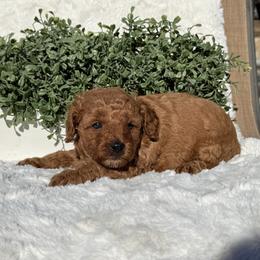 Baby Girl - Red  female Poodle puppy in Bakersfield, California from California Red Poodles