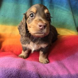 Dachshund Puppies from Pure Joy Dachshunds
