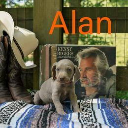 Alan - Silver gray male Weimaraner puppy in Talking Rock, Georgia from North Georgia Weims