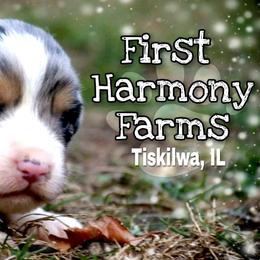 Miniature American Shepherd puppies from First Harmony Farms