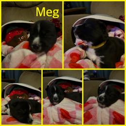 Meg - Black and white female Siberian Husky puppy in Wheeling, West Virginia from Powells Huskies